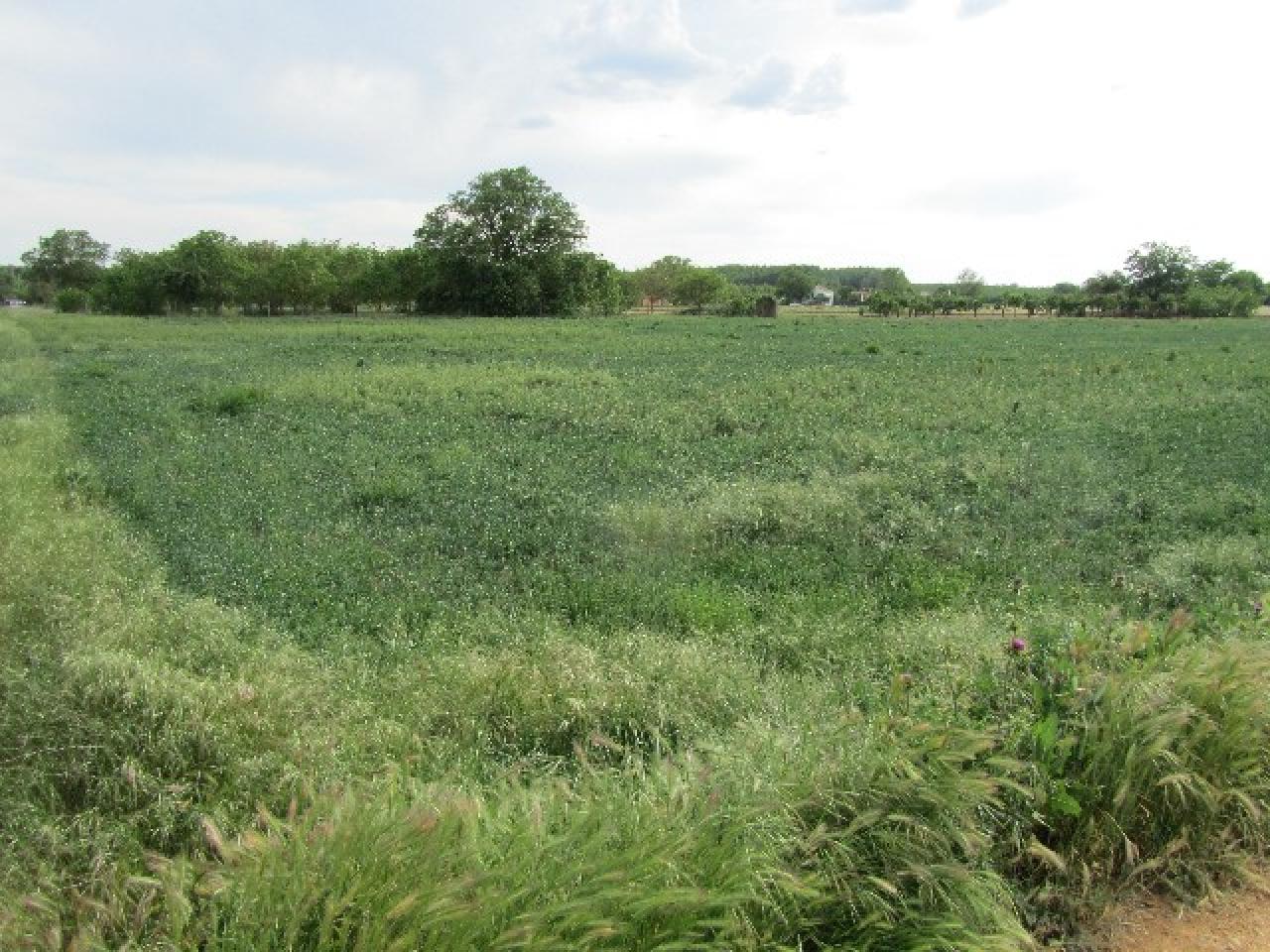 VENTA DE SUELO RUSTICO EN EL TAMARAL, BENAVENTE
